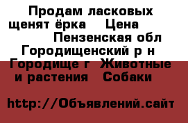 Продам ласковых щенят ёрка  › Цена ­ 10000-15000 - Пензенская обл., Городищенский р-н, Городище г. Животные и растения » Собаки   